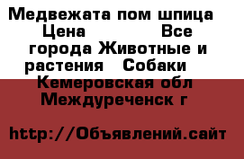 Медвежата пом шпица › Цена ­ 40 000 - Все города Животные и растения » Собаки   . Кемеровская обл.,Междуреченск г.